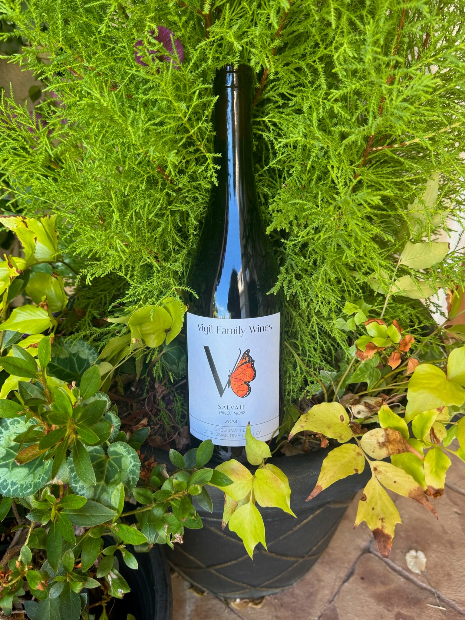 2024 Salvaje Pinot Noir