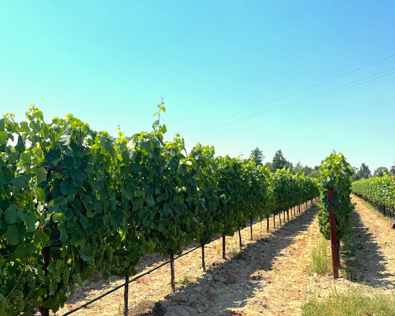 Vineyard with rows of grapevines under a clear blue sky